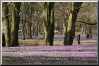 Krokusbl&uuml;te im Schlosspark von Husum
