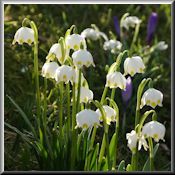 M&auml;rzenbecher im Schlosspark von Husum