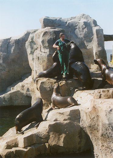 F&uuml;tterung der Seel&ouml;wen