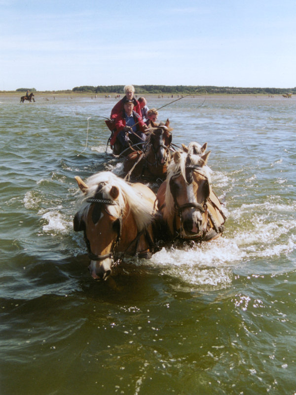 Viersp&auml;nner im Wasser