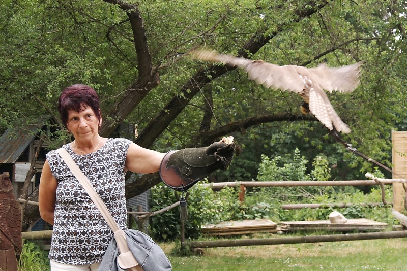 Greifvögel in der Falknerei auf Burg Regenstein