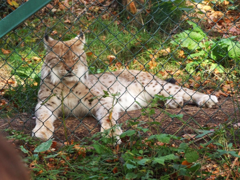 Luchse im Gehege im Harz bei Bad Harzburg