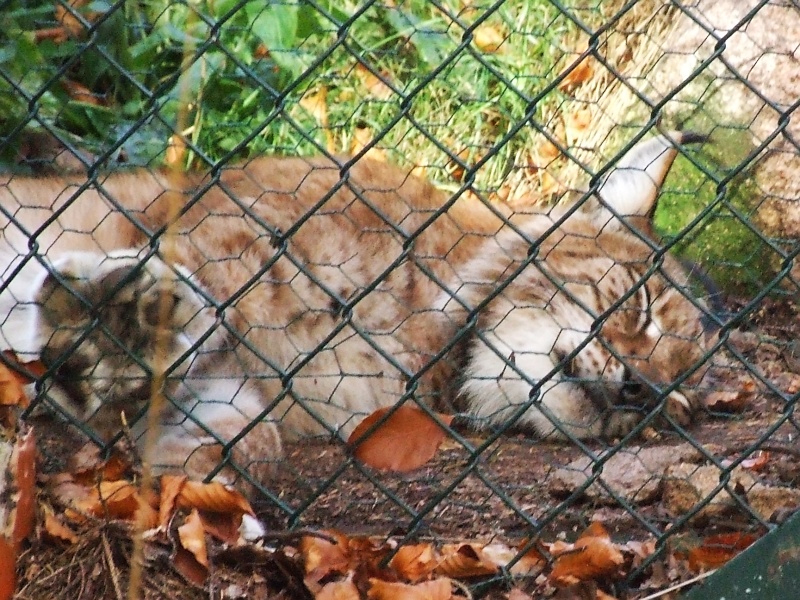 Luchse im Gehege im Harz bei Bad Harzburg