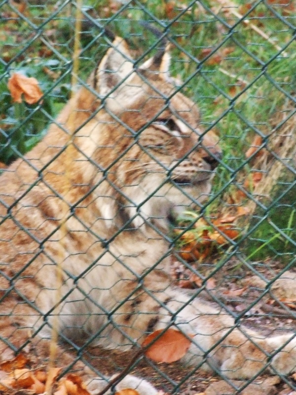 Luchse im Gehege im Harz bei Bad Harzburg