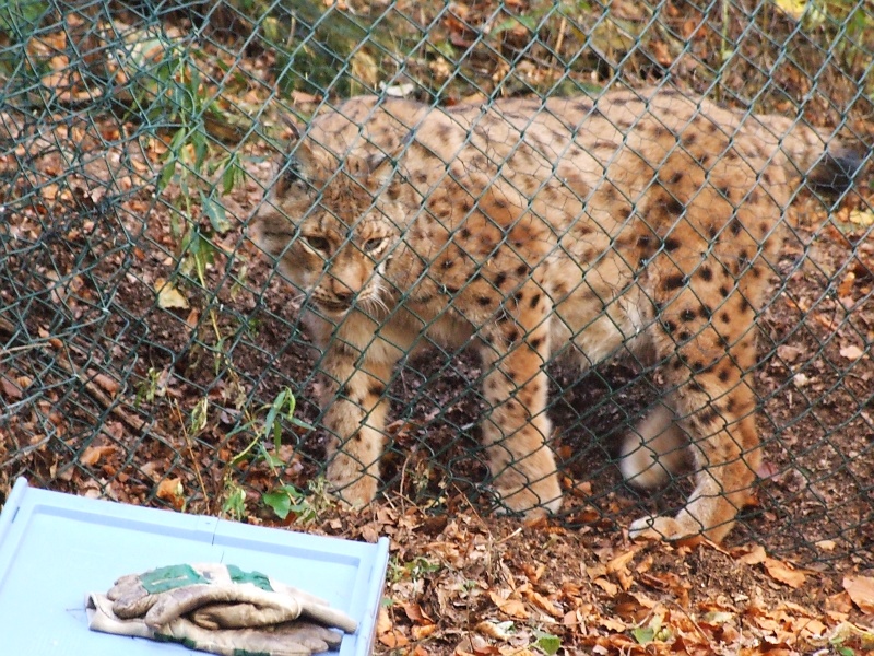 Luchse im Gehege im Harz bei Bad Harzburg