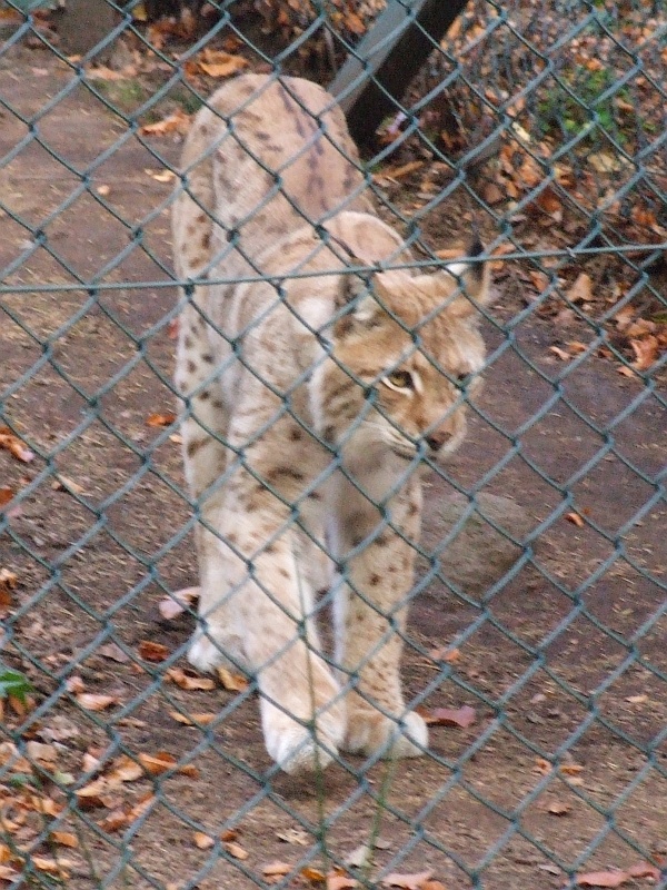 Luchse im Gehege im Harz bei Bad Harzburg