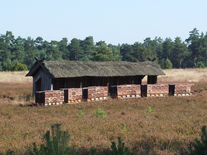 L&uuml;neburger Heide