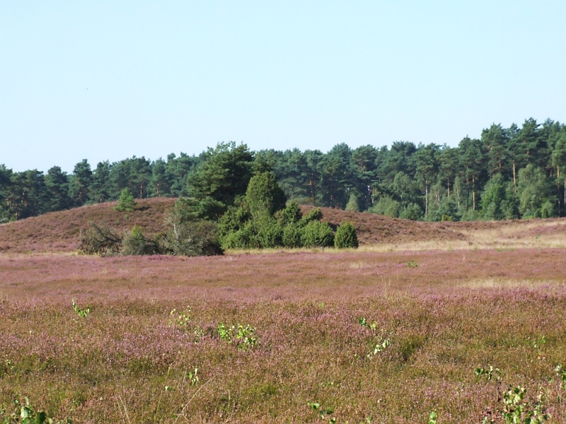 L&uuml;neburger Heide