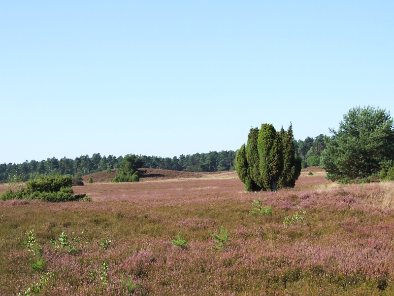 L&uuml;neburger Heide