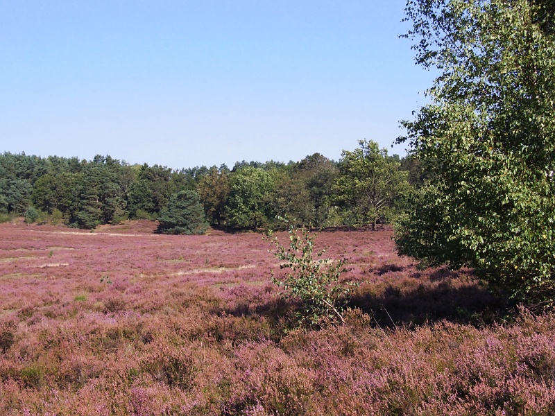 L&uuml;neburger Heide