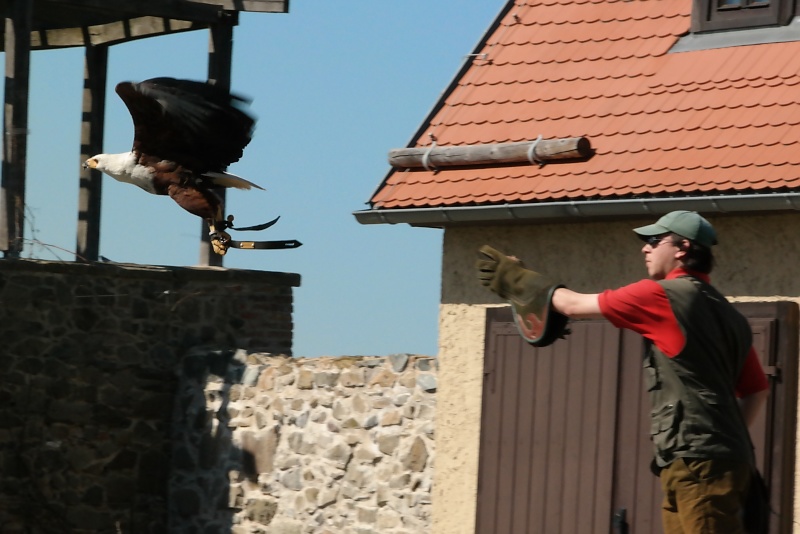 Burg Falkenstein im Harz