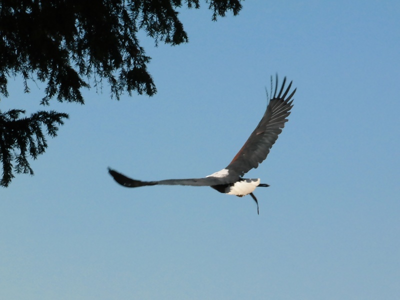 Burg Falkenstein im Harz