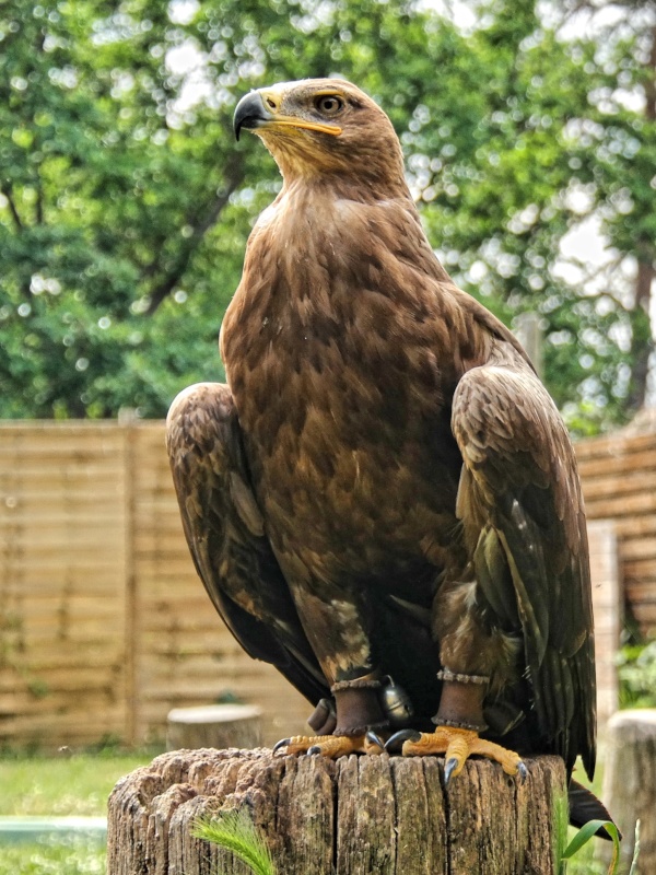 Greifv&ouml;gel in der Falknerei auf Burg Regenstein