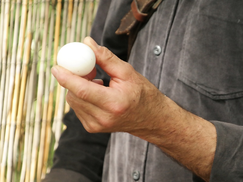 Greifv&ouml;gel in der Falknerei auf Burg Regenstein