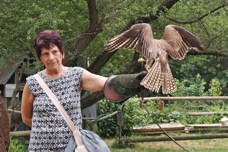 Greifv&ouml;gel in der Falknerei auf Burg Regenstein