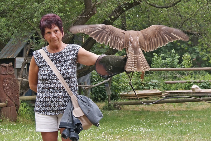 Greifv&ouml;gel in der Falknerei auf Burg Regenstein