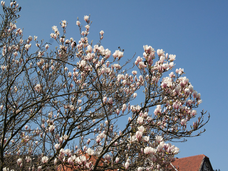 Ein Spaziergang in Goslar
