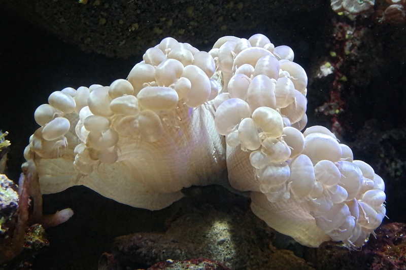 Herrenh&auml;user G&auml;rten und Sealife in Hannover