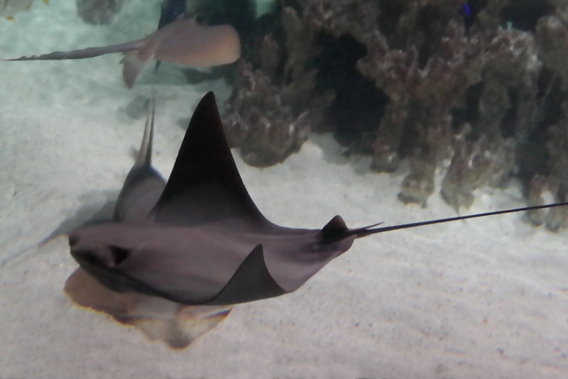 Herrenh&auml;user G&auml;rten und Sealife in Hannover