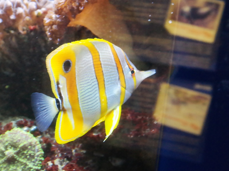 Herrenh&auml;user G&auml;rten und Sealife in Hannover