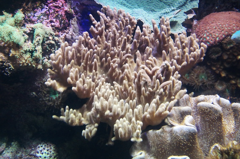 Herrenh&auml;user G&auml;rten und Sealife in Hannover