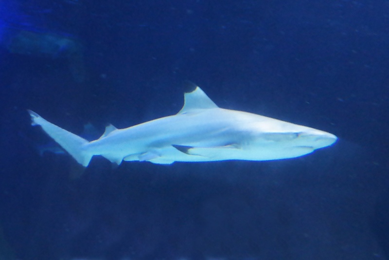 Herrenh&auml;user G&auml;rten und Sealife in Hannover