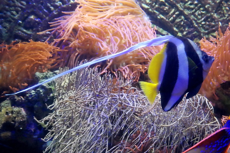 Herrenh&auml;user G&auml;rten und Sealife in Hannover