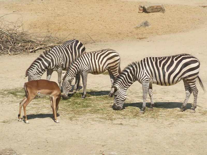 Zebras im Zoo Hannover