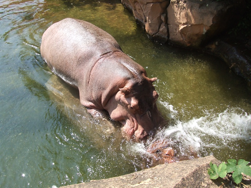 Flusspferde im Zoo Hannover