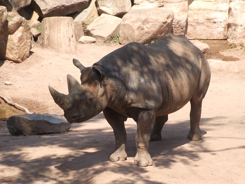 Nash&ouml;rner im Zoo Hannover
