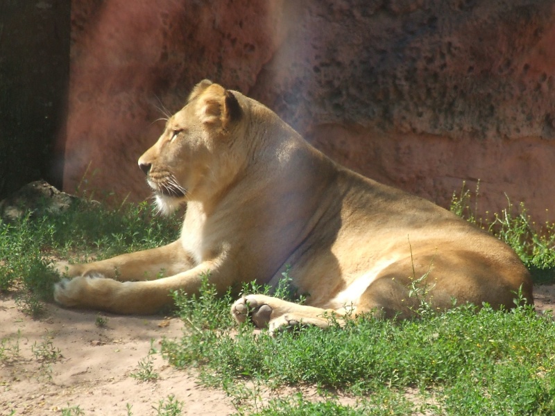 L&ouml;we im Zoo Hannover