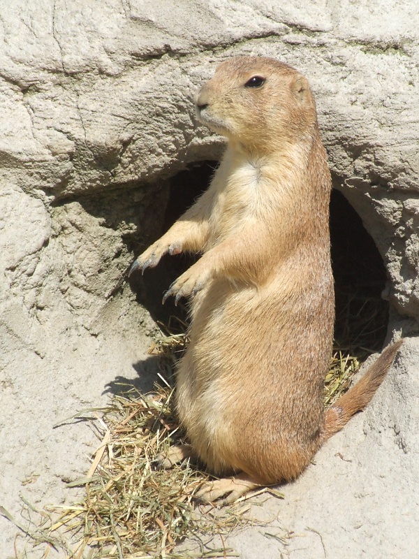 Erdm&auml;nnchen im Zoo Hannover