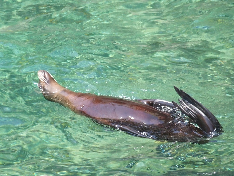 Robbe im Zoo Hannover