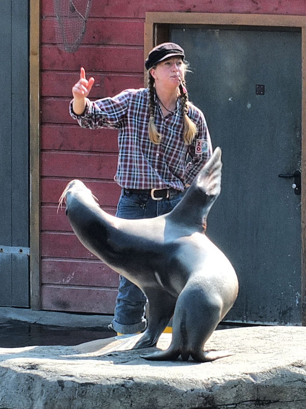 Dressierte Kalifornische Seel&ouml;wen im Zoo Hannover