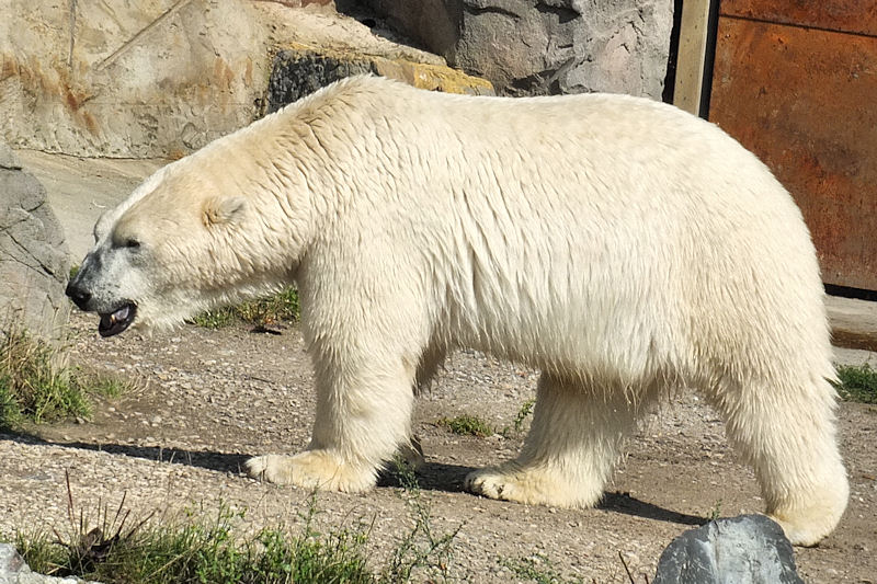 Eisb&auml;r im Zoo Hannover