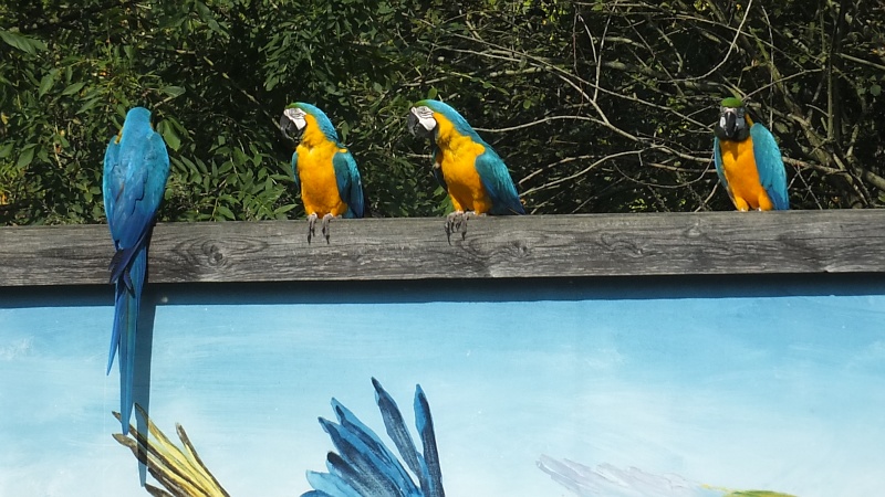 Aras bei einer Flugschau im Zoo Hannover