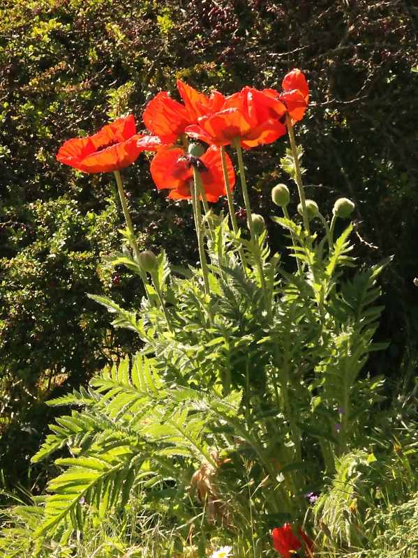 Historische Altstadt und Schloss von Stolberg im Harz