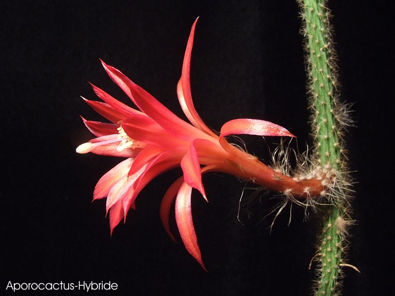 Aporocactus-Hybride