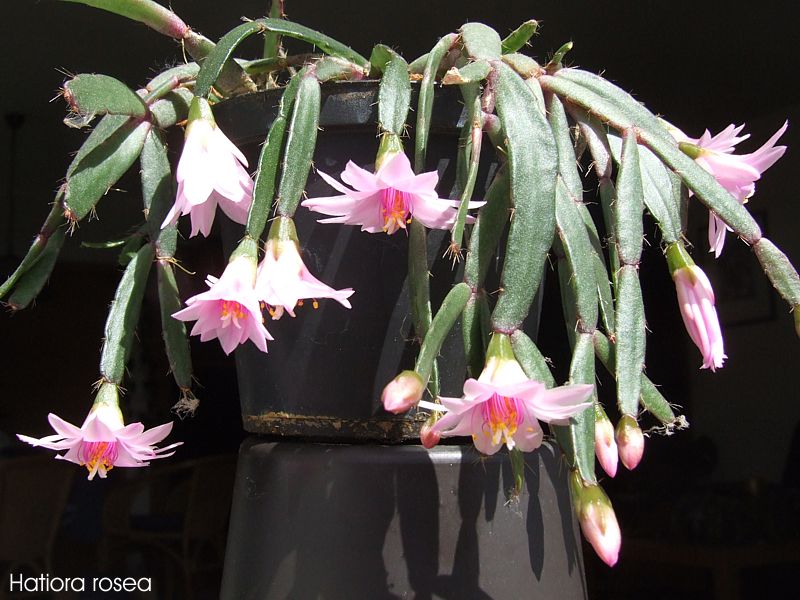 Hatiora rosea