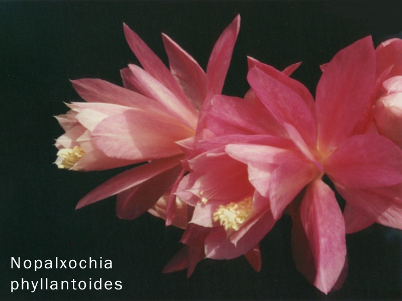 Nopalxochia phyllantoides