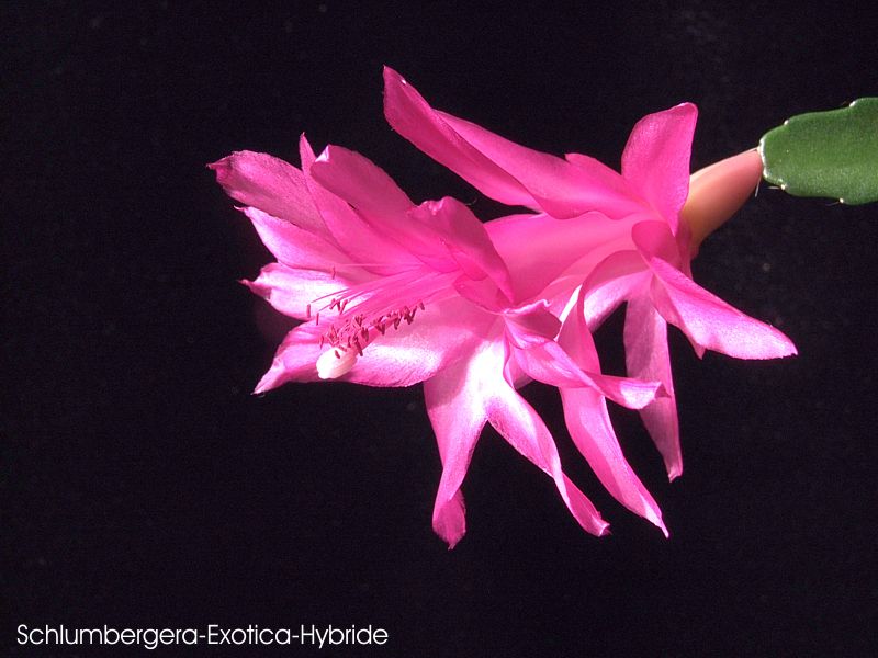 Schlumbergera-Exotica-Hybride