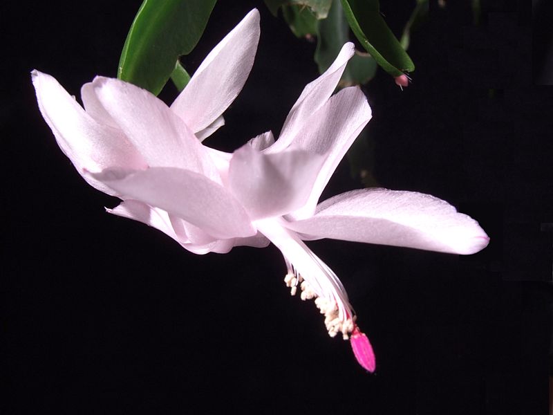 Schlumbergera-Hybride