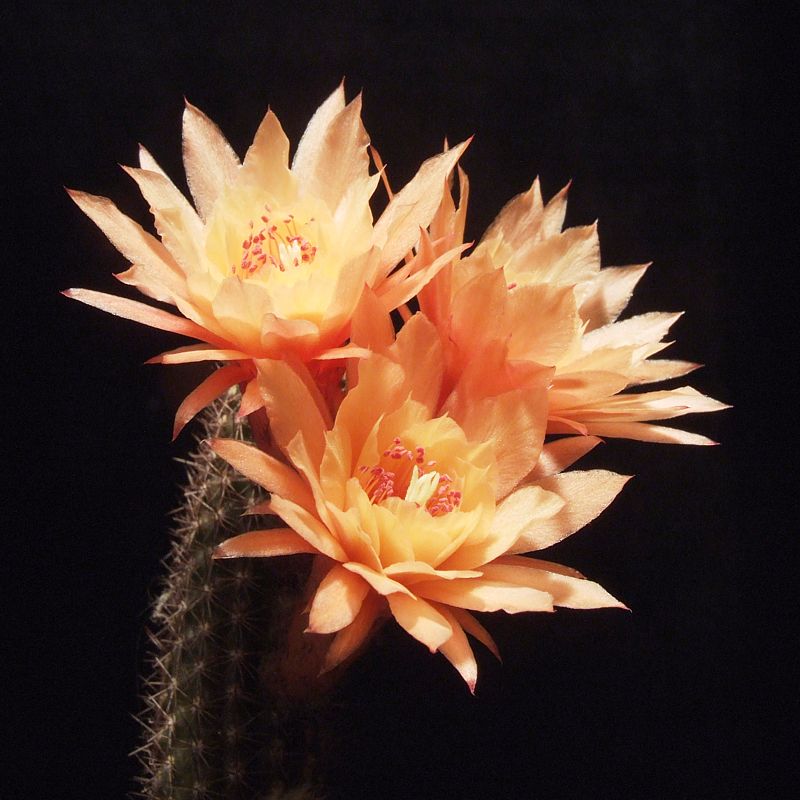 Hildewintera-Hybride Humkes R�schen