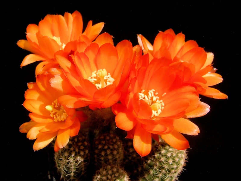 Chamaecereus-Hybride 'Tigerauge'