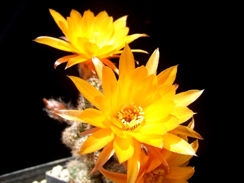 Chamaecereus-Hybride Renate