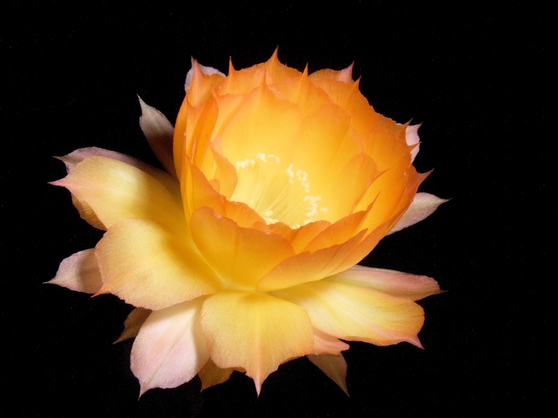 Echinopsis-Hybride Arabesque