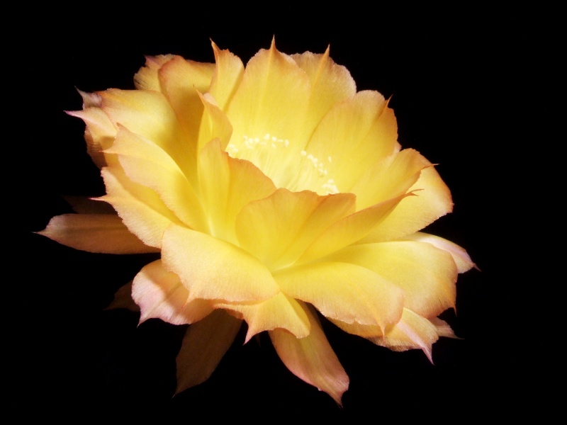 Echinopsis-Hybride Arabesque