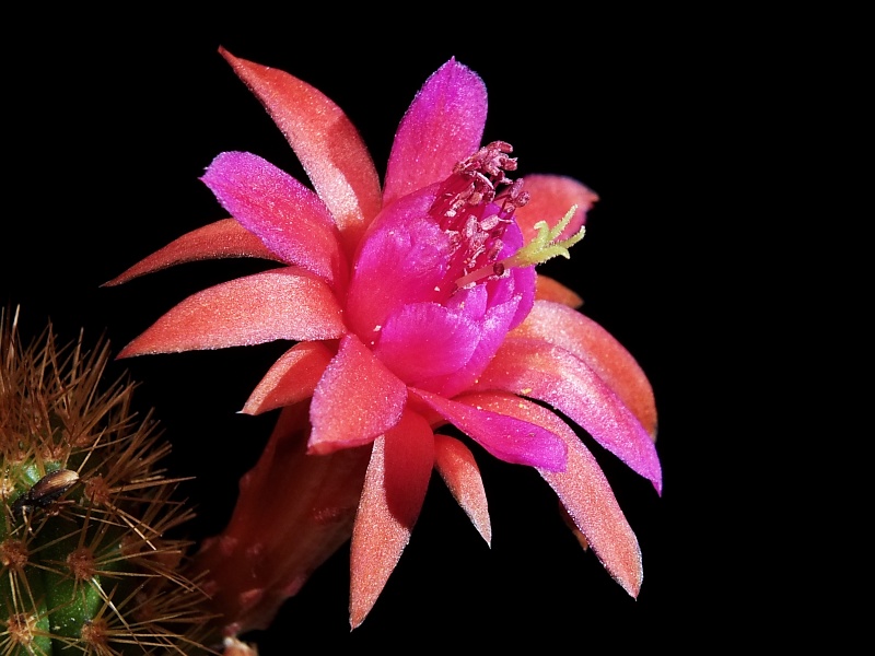 Hildewintera-Hybride Hot Lipstick