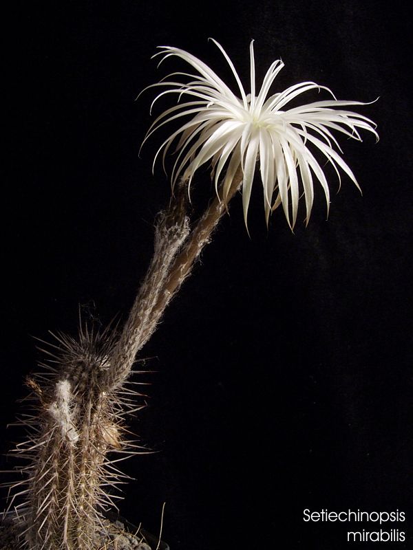 Setiechinopsis mirabilis