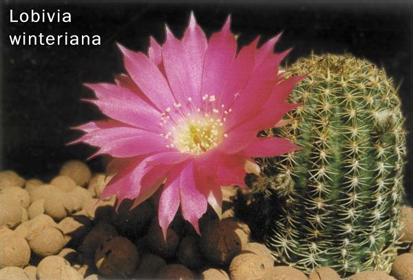 Lobivia winteriana